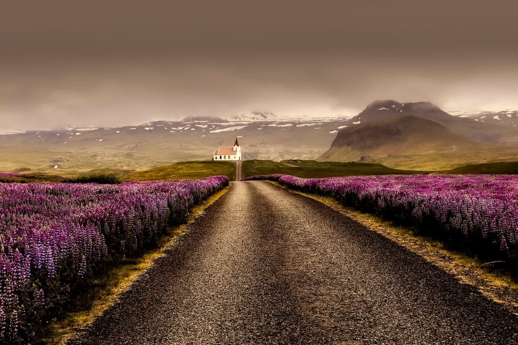 flowers, road, field